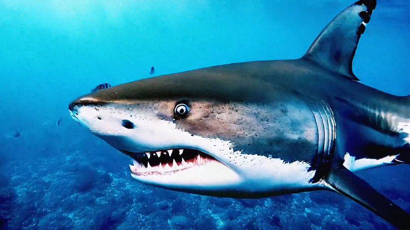 "Kings Of The Ocean"